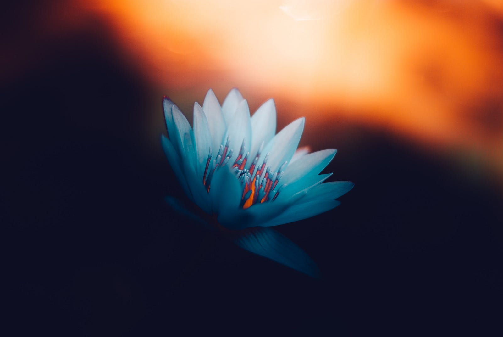 A white flower on a sunset color background